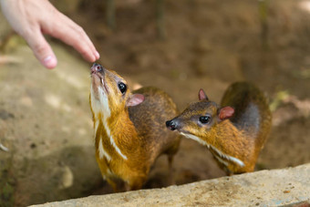 坎奇尔令人惊异的可爱的婴儿鹿热带地区<strong>鼠标</strong>鹿不寻常的动物恶魔似的<strong>鼠标</strong>