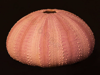粉红色的海海胆壳牌