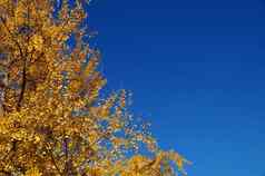 黄色的秋天树背景清晰的Azure天空复制空间