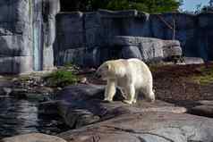 极地熊哥本哈根动物园