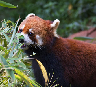 红色的熊猫闪亮的猫吃竹子熊猫繁殖中心