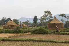 尼泊尔农民收获场博卡拉尼泊尔