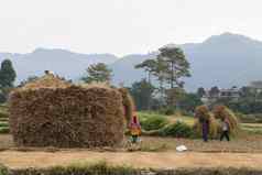 尼泊尔农民收获场博卡拉尼泊尔