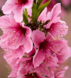 粉红色的桃子花朵关闭四川中国