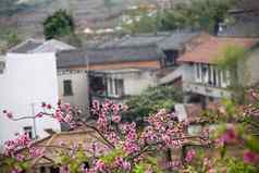 中国人农民房子粉红色的桃子花朵成都四川中国