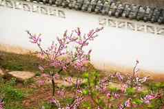 粉红色的桃子花朵中国人墙成都四川中国