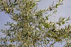 橄榄橄榄树绿色叶子