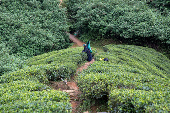 茶种植园工人努瓦拉埃利亚斯里兰卡斯里兰卡