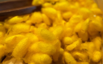 黄色的泰国蚕茧丝胶蛋白蚕丝蛋白蛋白质来源
