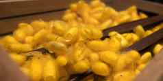 黄色的泰国蚕茧丝胶蛋白蚕丝蛋白蛋白质来源