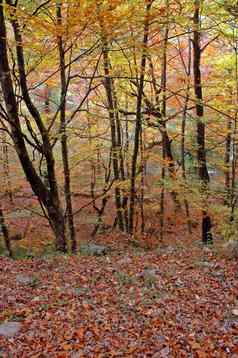 秋天的森林框架自然场景