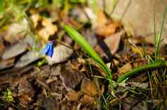 春天花蓝铃花Scillabifolia蓝色的森林花
