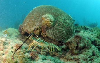 加勒比多刺的龙虾自然栖息地