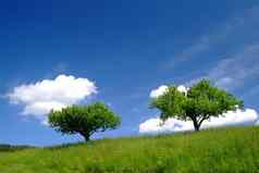 布梅用天空树天空