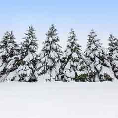 冷杉树覆盖雪冬天美
