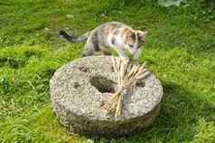 年轻的猫磨石花园