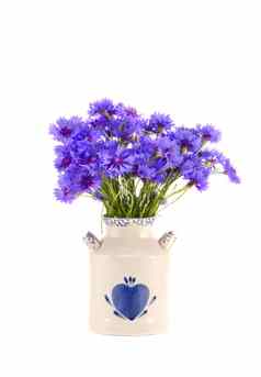 蓝色的矢车菊花束花瓶孤立的白色