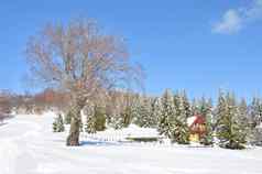 雪景观房子绿色松树