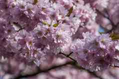 日本樱桃开花节日