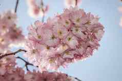 日本樱桃开花节日