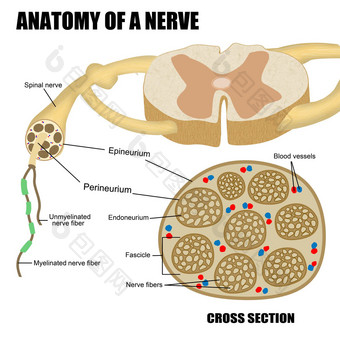 解剖学神经