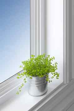 绿色植物窗口窗台上