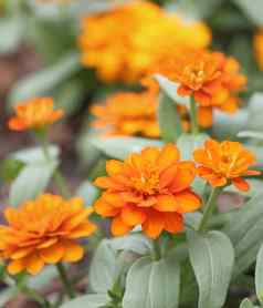 橙色Zinnia花花园