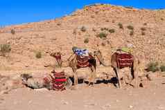 骆驼坐着沙漠土地