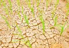 大米日益增长的干旱场