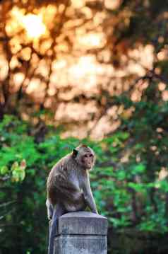 猴子野生动物坐着列日落背景