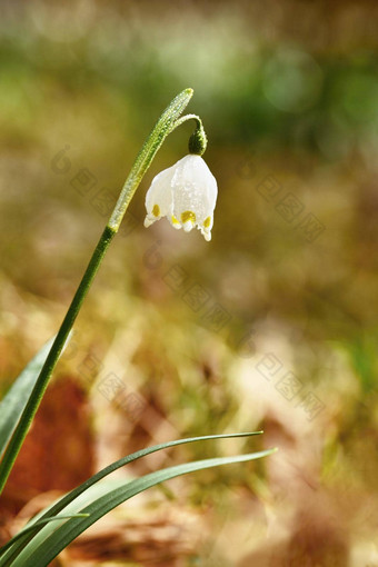 春天雪花花<strong>白细胞</strong>vernumcarpaticum美丽的盛开的花森林自然彩色的背景