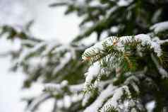 雪松柏科的圣诞节树概念冬天圣诞节时间