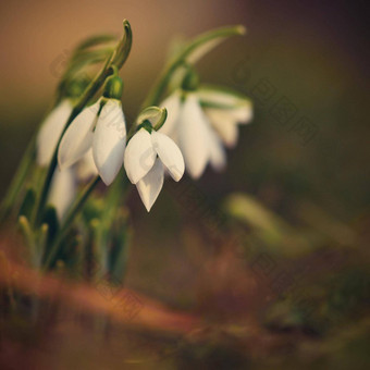 <strong>雪花</strong>莲春天花漂亮的盛开的草日落精致的<strong>雪花</strong>莲花春天符号石蒜科<strong>雪花</strong>属Nivalis