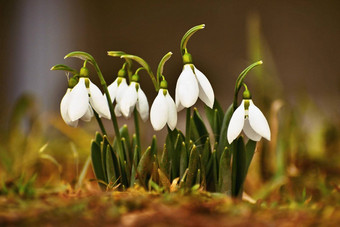 <strong>雪花</strong>莲春天花漂亮的盛开的草日落精致的<strong>雪花</strong>莲花春天符号石蒜科<strong>雪花</strong>属Nivalis