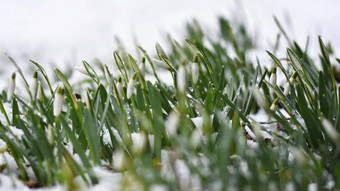 <strong>雪花</strong>莲春天花漂亮的盛开的草日落精致的<strong>雪花</strong>莲花春天符号石蒜科<strong>雪花</strong>属Nivalis