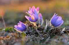 春天背景花草地美丽的盛开的Pasque花日落春天自然色彩斑斓的自然模糊背景