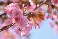 春天美丽的花春天摘要背景自然盛开的分支机构树春天问候卡片复制空间