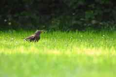 美丽的拍摄鸟自然黑鸟草捕捉昆虫图尔杜斯merula