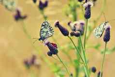 美丽的色彩斑斓的蝴蝶坐着花自然夏天一天太阳草地色彩斑斓的自然背景昆虫melanargia加拉蒂亚