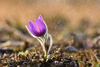 春天春天花<strong>雨</strong>盛开的美丽的花草地自然Pasque花太阳自然彩色的背景白头翁长大的