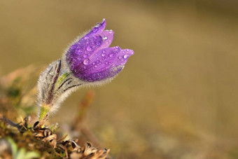 春天花美丽的紫色的毛茸茸的朝鲜<strong>白头翁白头翁</strong>长大的盛开的春天草地日落