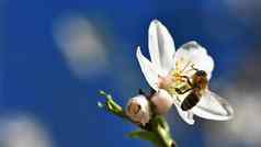 春天背景美丽的盛开的树春天飞行蜜蜂符号春天概念自然动物
