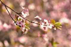 樱桃开花树自然春天背景粉红色的樱花花场景太阳阳光明媚的一天春天花摘要模糊背景春天