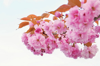美丽的开花树自然场景太阳阳光明媚的一天春天花摘要模糊背景春天