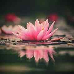 花美丽的盛开的水莉莉水表面自然色彩斑斓的模糊背景睡莲属