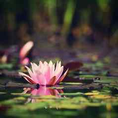 花美丽的盛开的水莉莉水表面自然色彩斑斓的模糊背景睡莲属