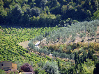 葡萄园橄榄字段红酒