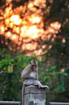 猴子野生动物坐着列日落背景