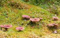 集团魔法蘑菇莫斯风景优美的森林背景