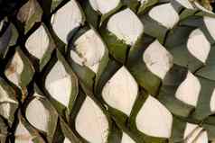龙舌兰植物生产龙舌兰酒墨西哥